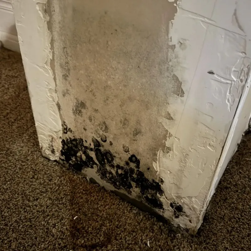 Professional Mold Removal in Champaign, IL